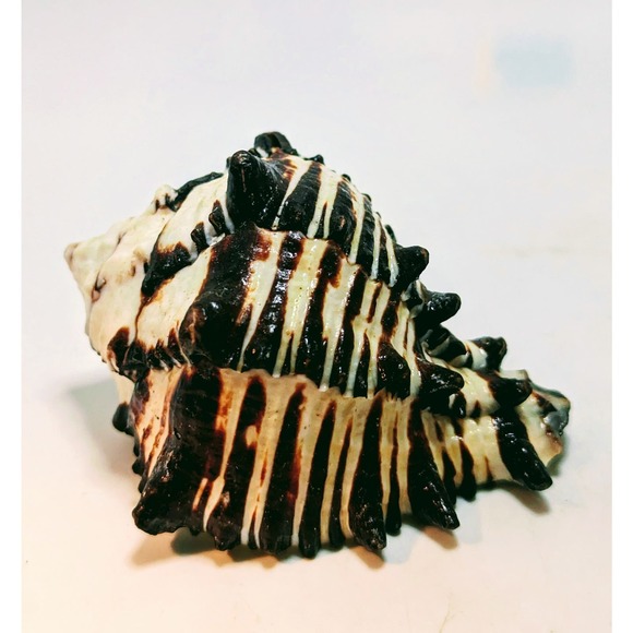 88mm 3.5" BIack Murex Hexaplex Radix Sea Shell Conch Hermit - Picture 3 of 7